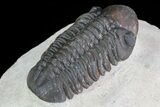 Reedops Trilobite - Atchana, Morocco #69612-4